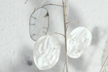 Ay bitkisinin sanatsal fotoğrafları, gümüş bitkisi, süs bitkisi, her birine farklı bir kişilik veren farklı gölgeli fotoğraflar..