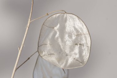 Ay bitkisinin sanatsal fotoğrafları, gümüş bitkisi, süs bitkisi, her birine farklı bir kişilik veren farklı gölgeli fotoğraflar..