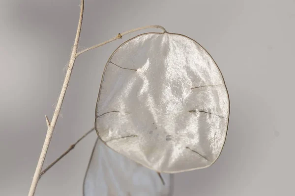 Künstlerische Fotografien Der Lunaria Pflanze Silberpflanze Zierpflanze Fotos Mit Verschiedenen — Stockfoto