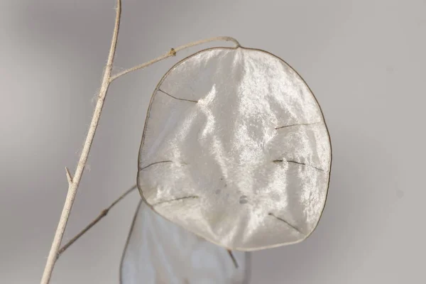 Fotografie Artystyczne Rośliny Lunaria Rośliny Srebra Rośliny Ozdobne Zdjęcia Różnymi — Zdjęcie stockowe