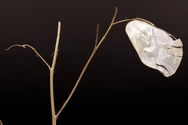 Tod Das Ende Nahaufnahme Einer Plumeria Alba Pflanze Textur Abstrakt — Stockfoto