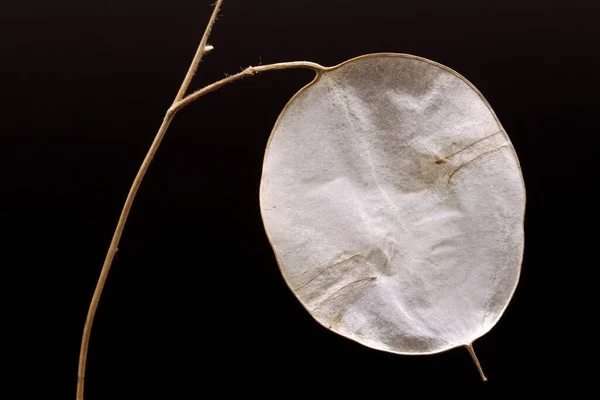 Nahaufnahme Einer Plumeria Alba Pflanze Textur Abstrakt — Stockfoto