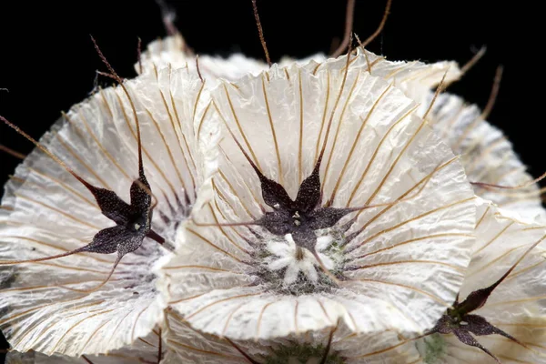 플라워 플랜트 Lomelosia Micrantha 텍스처 추상적 장식용 식물의 — 스톡 사진