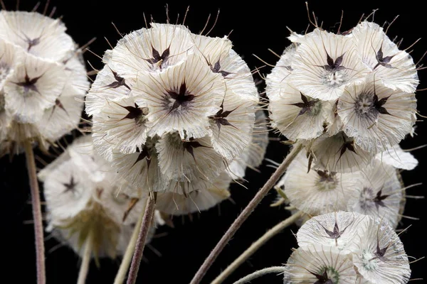 Nahaufnahme Der Getrockneten Blüten Der Sternblumen Nadelkissenpflanze Lomelosia Micrantha Textur — Stockfoto