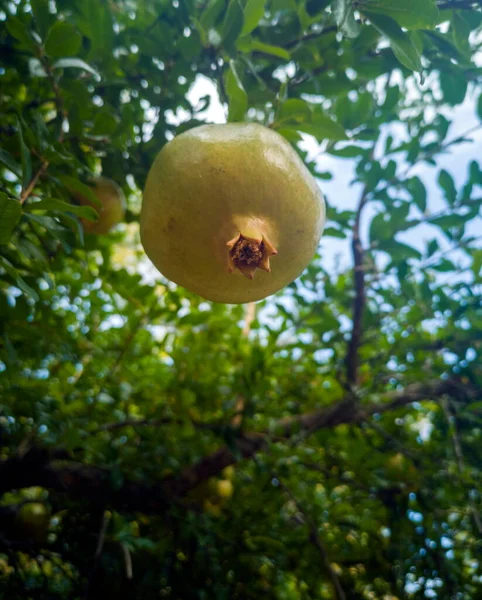 Fotografía Cerca Árbol Granada Con Frutos Granada Todavía Algo Verdes — Foto de Stock