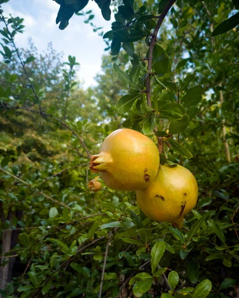 Close-up photograph of a pomegranate tree with pomegranate fruits still somewhat green,