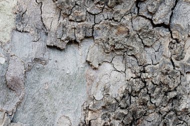 Muz ağacı kabuğu dokusu,