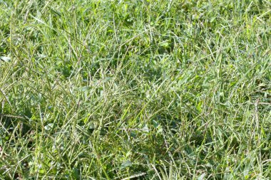 Kesilmemiş uzun otların pürüzsüz dokusu,