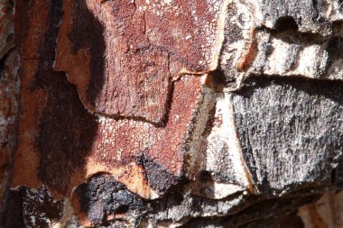 Derin oyukları ve çam ağacının gövdesinin yansımaları olan pürüzlü bir doku.,