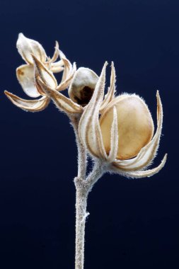 Sonbaharda, iç dekorasyon için kurumuş çayır çiçekleri, süs çiçekleri, seçici odak ile yakın çekim fotoğrafları, koyu arkaplan üzerine kurutulmuş otlar,,