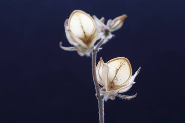 Sonbaharda, iç dekorasyon için kurumuş çayır çiçekleri, süs çiçekleri, seçici odak ile yakın çekim fotoğrafları, koyu arkaplan üzerine kurutulmuş otlar,,