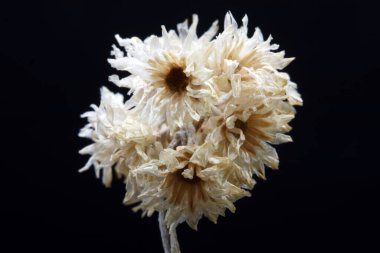 Sonbaharda, iç dekorasyon için kurumuş çayır çiçekleri, süs çiçekleri, seçici odak ile yakın çekim fotoğrafları, koyu arkaplan üzerine kurutulmuş otlar,,