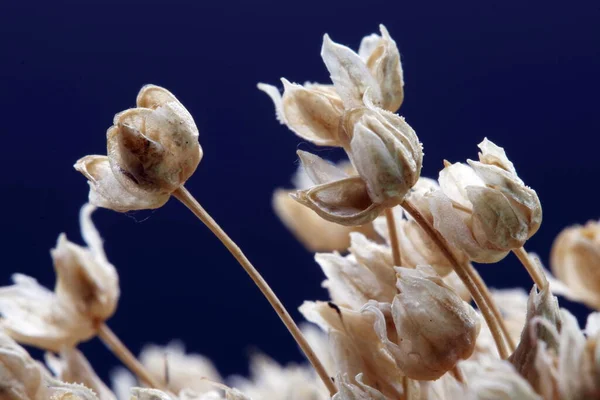 Dried Meadow Flowers Autumn Interior Decoration Ornamental Flowers Close Photography — Stock Photo, Image