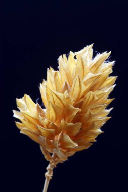 Sonbaharda, iç dekorasyon için kurumuş çayır çiçekleri, süs çiçekleri, seçici odak ile yakın çekim fotoğrafları, koyu arkaplan üzerine kurutulmuş otlar,,