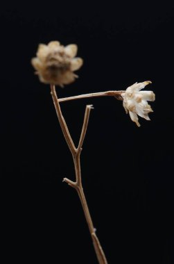 Sonbaharda, iç dekorasyon için kurumuş çayır çiçekleri, süs çiçekleri, seçici odak ile yakın çekim fotoğrafları, koyu arkaplan üzerine kurutulmuş otlar,,