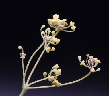 Sonbaharda, iç dekorasyon için kurumuş çayır çiçekleri, süs çiçekleri, seçici odak ile yakın çekim fotoğrafları, koyu arkaplan üzerine kurutulmuş otlar,,