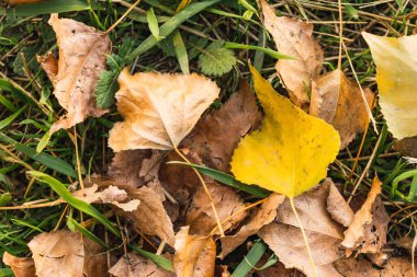 Kuru sonbahar yaprakları yalnız sarı yapraklı kahverengi bir halı oluşturuyor.