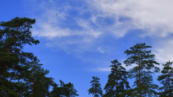 Movement Clouds High Pines Clouds White Airy Blue Sky — Stock Video