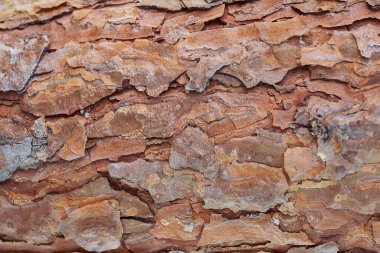 Arka plan yakın çam, yatay, alışılmadık görünüm