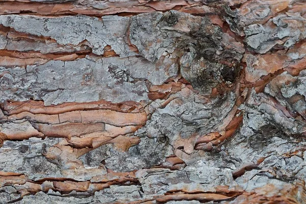 Background Bark Pine Trees Beautiful Texture — Stock Photo, Image