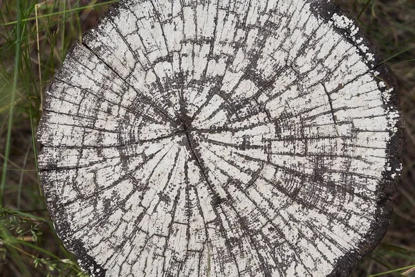 통나무 파편의 균열으로 텍스처 — 스톡 사진
