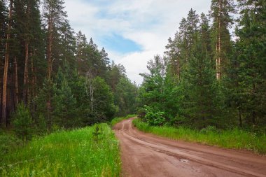 Yağmurdan sonra ormanda yalnız bir yol.