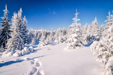 Idylic kışı. Slovakya dağlarındaki kış ormanlarında güneşli güzel bir gün.