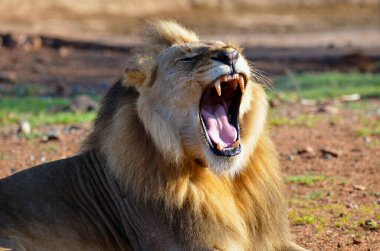 Bir erkek aslan sabahın erken saatlerinde yerel bir arazide kükrer.