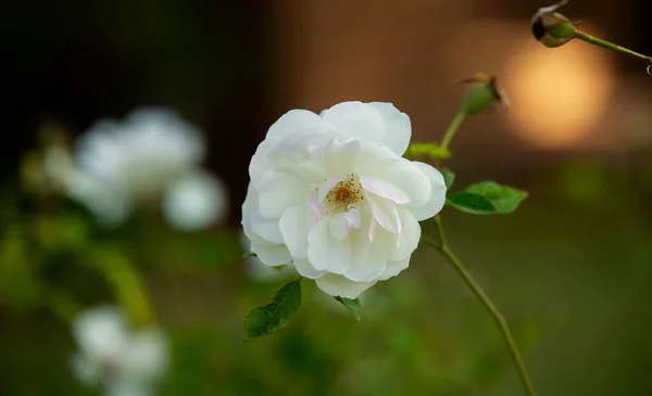 Biała Róża Lokalnym Ogrodzie — Zdjęcie stockowe