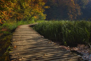 Sonbahar peri masalında Milli Parkı. Güzel ormanın ortasında gizli büyülü yer.