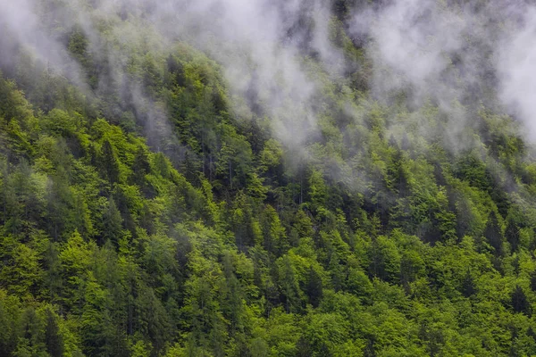 Schöne, grüne und gesunde Wälder helfen, das globale Klima zu regulieren — Stockfoto