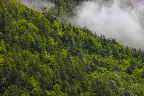 Schöne, grüne und gesunde Wälder helfen, das globale Klima zu regulieren — Stockfoto