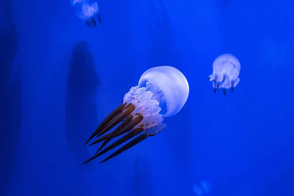 Des méduses tropicales en haute mer. Créatures exotiques se cachant dans le département — Photo