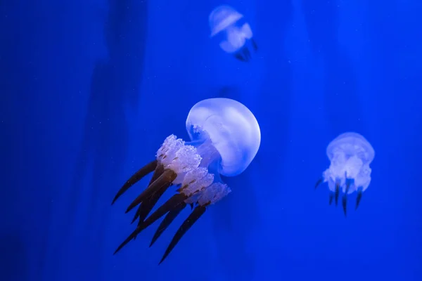 Des méduses tropicales en haute mer. Créatures exotiques se cachant dans le département — Photo