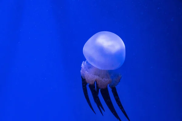 Глубоководная тропическая медуза. Экзотические существа, скрывающиеся в глубине — стоковое фото