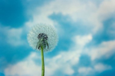 Öğleden sonraki çayırda karahindiba yakın. Karahindiba çiçeği yaşamın ve kırılganlığın sembolüdür..
