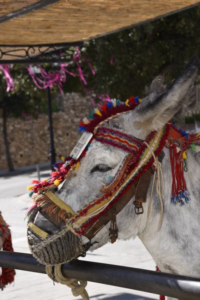 Mijas 23 Şubat 2018. Eşek turist Andalucia kısa rides dağ köyü Mijas aracılığıyla alarak Mijas takside. Kendi refah iyi tedavi emin olmak için yerel makamlar tarafından izlenir