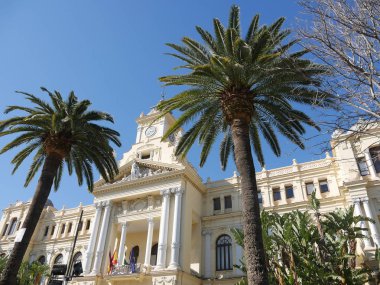 Malaga 21 Şubat 2018. Güzel Malaga City Hall muhtemelen Kuzey Afrika'dan parlak yeşil parakeets dolu palmiye ağaçları ile çevrili. Onların gürültü çok yüksek, zaman zaman trafiğin boğulma bir
