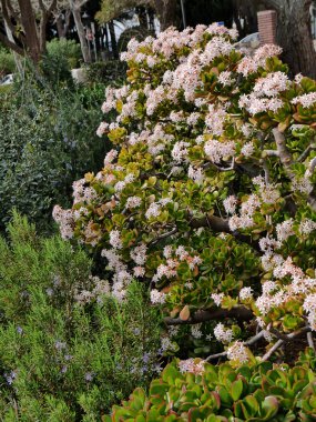 Mijas 23 Şubat 2018.Flowering para ağaç bitki Andalucia Mijas bir en güzel 'beyaz' in köyleri kamu bahçelerde vadide. 