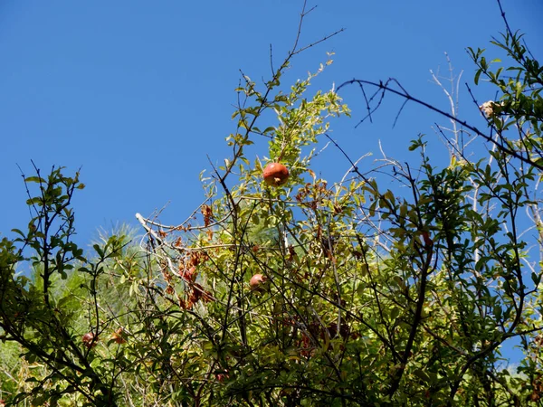 Pomegranites Rośnie Ogrodach Otoczone Murami Miasta Rodos Greckich Wysp Dodekanezu — Zdjęcie stockowe