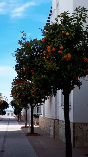 Tree Lined Alleyway Orange Fruit Trees Sunshine January Resort Town — Stock Photo, Image