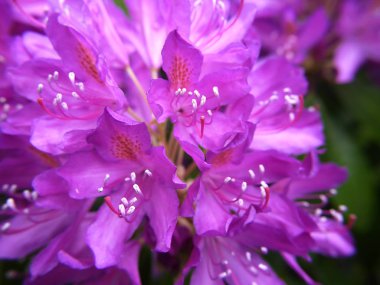Ingiltere 'nin kuzeyinde Burnley halk parkında Rhododendron Bush
