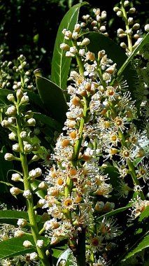 Burnley Lancashire bahçede bir hedge bir defne Bush gösterişli çiçek sivri