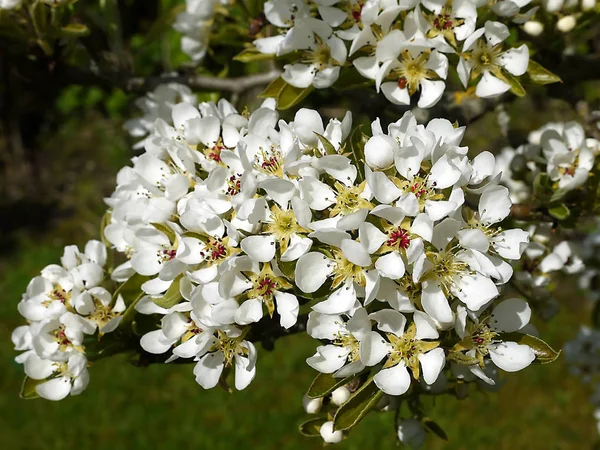 Flor Pera Jardín Norte Inglaterra Vivo Con Abejas — Foto de Stock