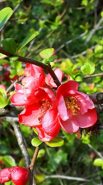 Red Quince Blossom Jardín Ciudad Norteña Burnley Lancashire Inglaterra — Foto de Stock