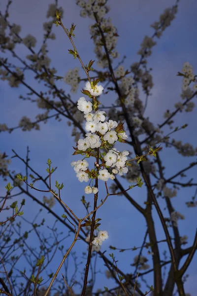 Japonský Třešňový Strom Kvete Zahradě Severu Anglie Tento Strom Zřídka — Stock fotografie