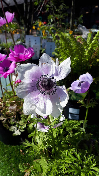 Цветы в тюбиках в центре сада на севере Англии
