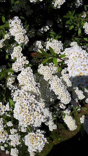 Arbusto Spirea Com Lindas Flores Brancas Minúsculas Crescendo Jardim Burnley — Fotografia de Stock