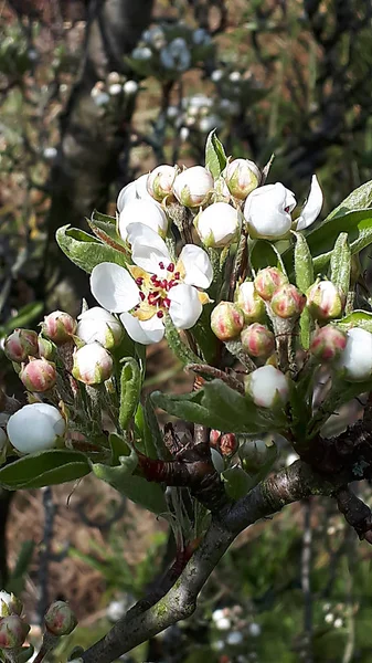 Pear blossom in garden in the north of England is usually alive with bees which ensures a good crop of pears in the autumn