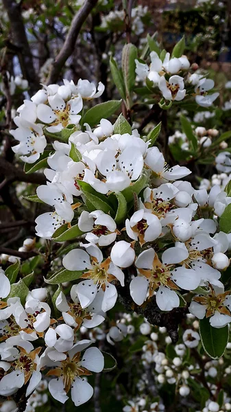 Грушевый Цветок Саду Севере Англии Правило Жив Пчелами Которые Обеспечивают — стоковое фото